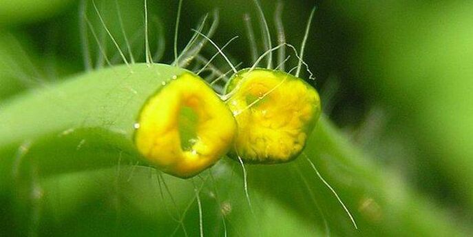 celandínová bylinková šťava z papilómov